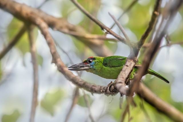 Ilustrasi Ciri Khas Burung Takur. Foto: dok. Unsplash/Erik Karits