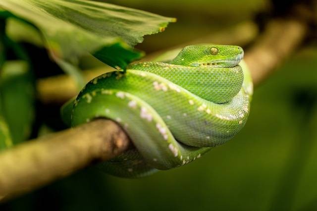 Ilustrasi jenis ular sawah. Foto: Pixabay