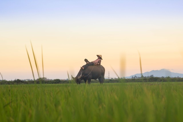 Kerbau Vietnam (https://unsplash.com/photos/person-riding-black-buffalo-on-green-fields-UB0QiVPsXgc)