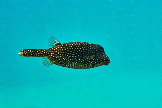 Ilistrasi Jenis Ikan Belida. Sumber: Unsplash