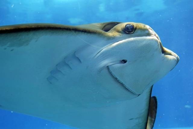 Ilustrasi jenis ikan laut dangkal. Foto: Pixabay