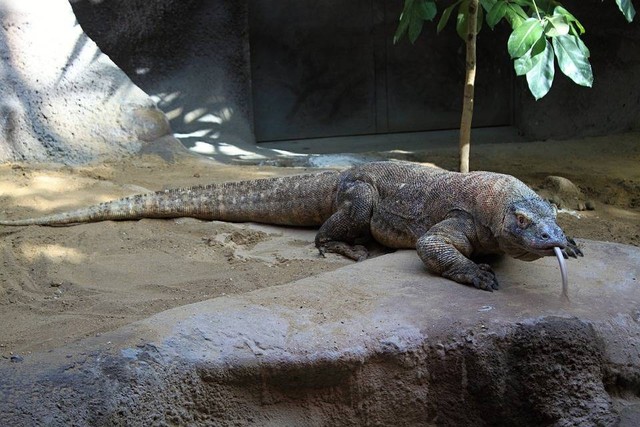 Gambar Komodo Dragon (sumber : pixabay)