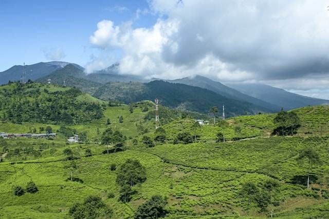 Far Hill Pengalengan. Foto hanya ilustrasi, bukan tempat yang sebenarnya. Sumber foto: Unsplash/Alvian