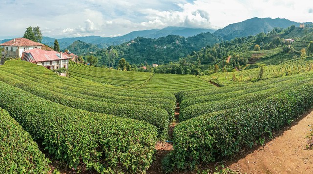 Goalpara Tea Park Sukabumi. Foto hanya sebagai ilustrasi, bukan tempat sebenarnya. Sumber: Unsplash/onur ozkardes.