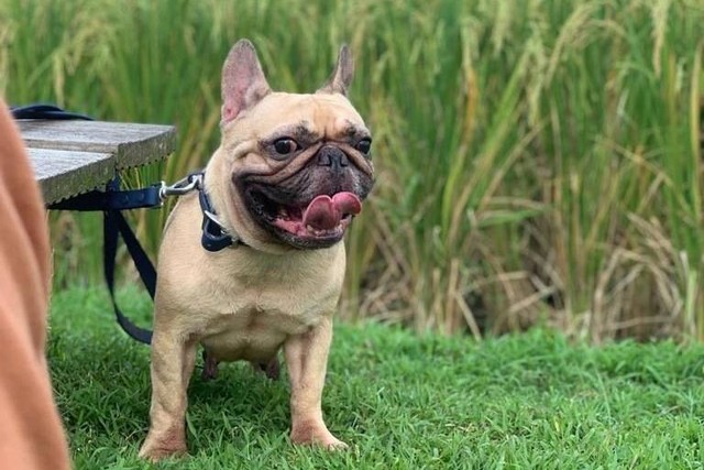 Chloe, french bulldog milik Daniel yang diduga dijagal pemilik rumah makan etnis di Tangerang, Sabtu (23/12/2023). Foto: Animal Defender Indonesia