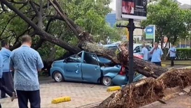 Taksi ringsek tertimpa pohon tumbang di Summarecon Mall Serpong. Foto: Instagram/@infojkt24  