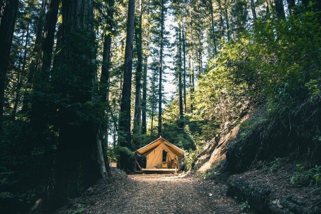 Leuweung Geledegan Ecolodge, foto hanya ilustrasi, bukan tempat sebenarnya: Unsplash/Jeremy Bishop