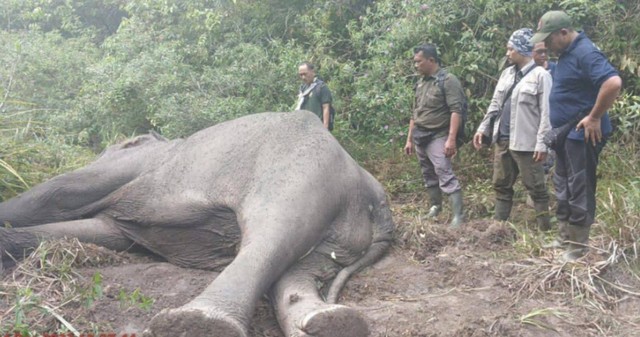 Gajah liar Sumatera berjenis kelamin jantan dewasa bernama Dugul ditemukan mati di Taman Nasional Way Kambas. | Foto : Dok. Balai TNWK