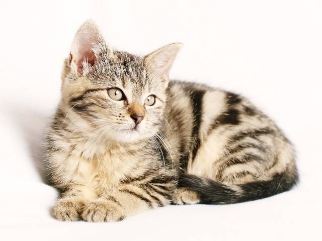Ilustrasi cara mengobati kaki kucing yang pincang. Foto: Pixabay