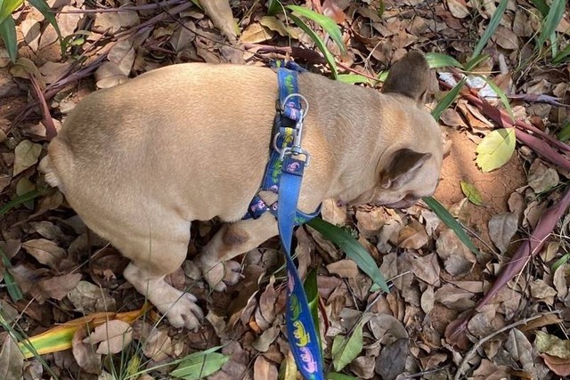 Chloe, french bulldog milik Daniel yang diduga dijagal pemilik rumah makan di Tangerang, Sabtu (23/12/2023). Foto: Dok. Istimewa