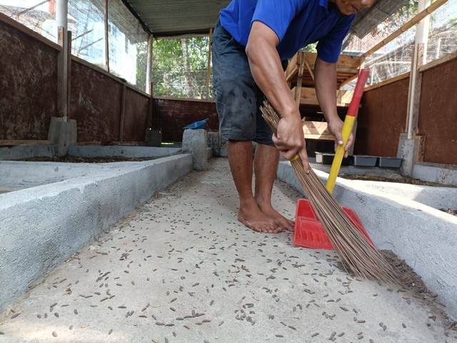 Inovatif Pelatihan Budidaya Larva Lalat Bsf Bagi Narapidana Lapas