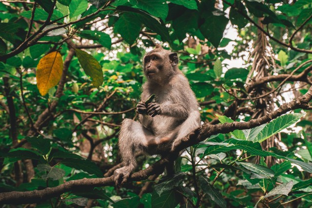 Ilustrasi Harga Tiket Sangeh Monkey Forest Bali, sumber: unsplash/UnknowWong