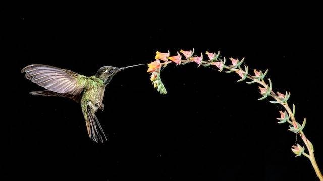 Cara Merawat Burung Sogon. Sumber foto: unsplash.com/Birger Strahl