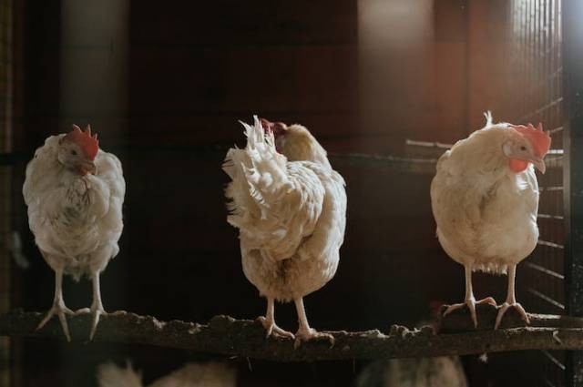 Ilustrasi cara ternak ayam potong, sumber foto: cottonbro studio by pexels.com