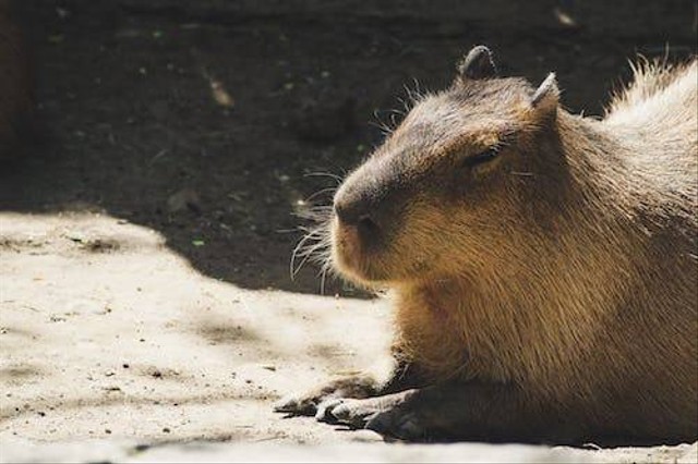 Ilustrasi makanan capybara. Sumber: pexels