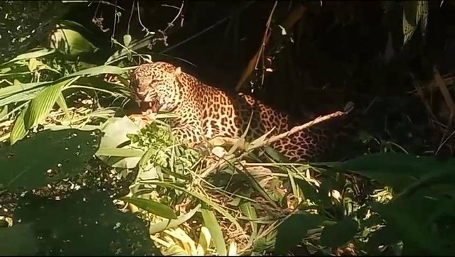 Seekor macan tutul (Panthera pardus melas) ditemukan terperangkap jerat babi.  Foto: Dok. Istimewa