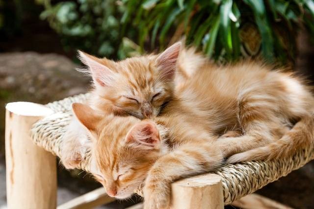 Ilustrasi kenapa kucing menggosokkan kepalanya ke kita. Foto: Pixabay
