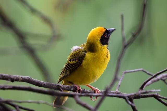 Ilustrasi pakan burung manyar. Foto: Pixabay