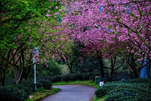 Ilustrasi Taman Sakura Kebun Raya Cibodas. Sumber: Wang Yanbin / Pixabay