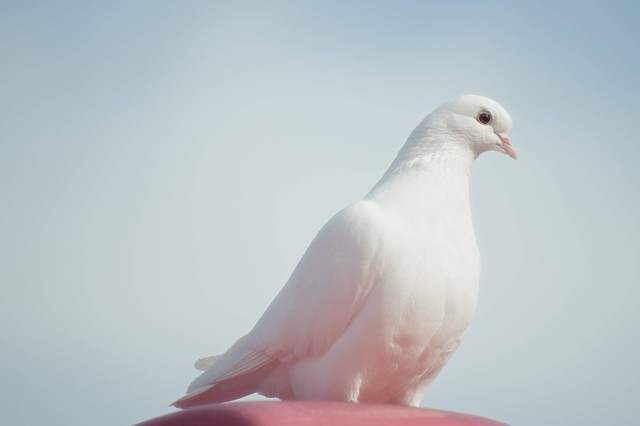 Ilustrasi : Jenis Burung Merpati. Sumber : mali maeder/Pexels.com