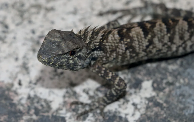 Penampakan spesies baru iguana ditemukan di China.  Foto: ZooKeys