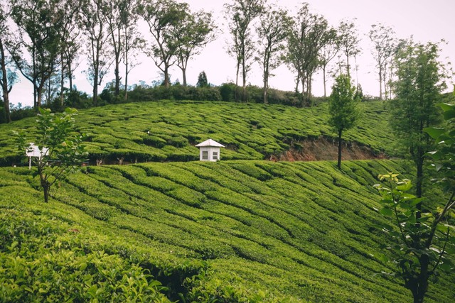 Kebun Teh Nglinggo Samigaluh. Foto hanya ilustrasi, bukan gambar sebenarnya. Sumber: Unsplash/ Ajin K S.