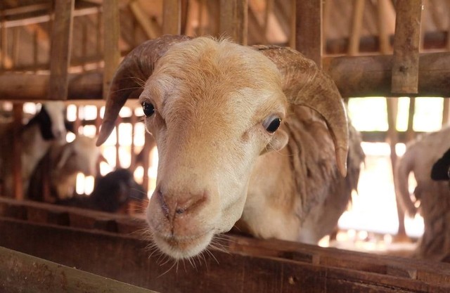 Ilustrasi Syarat Kambing Aqiqah  Sumber Unsplash/Qamma Farm