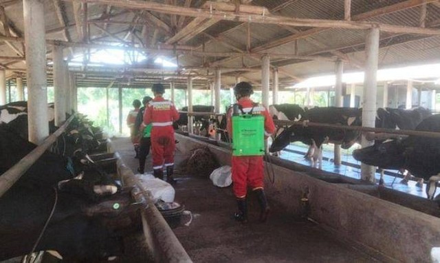 Petugas damkar Kuningan, Jabar saat menyemprotkan cairan disinfektan di kandang sapi milik salah satu peternak. Foto: Ciremaitoday 