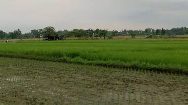 Foto pemandangan sawah ilustrasi sawah yang mewakili berita. Dokumentasi: Ni Luh Made Ayu Kalista