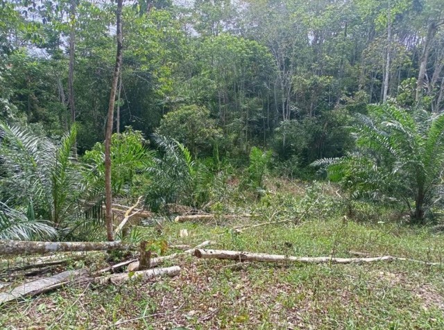 Konversi lahan karet menjadi lahan sawit dan tebu di kawasan Sumatera Selatan. Foto: Dok. Gapkindo