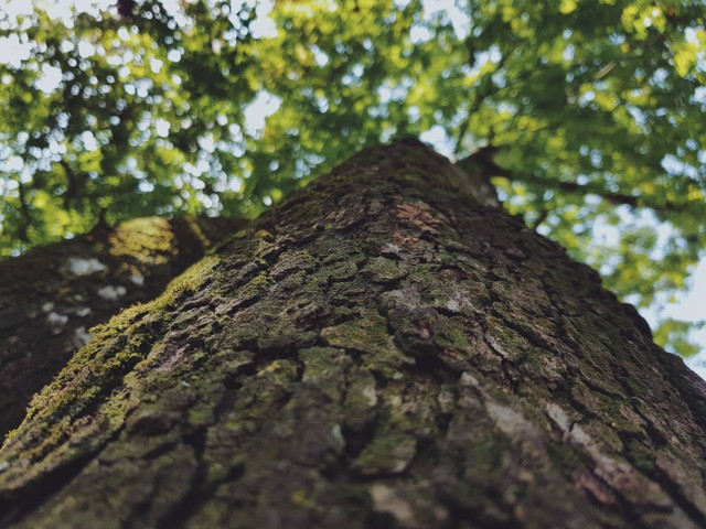 Ilustrasi Hutan Pinus Nongko Ijo. Foto: Unsplash/Thiago Falcão.