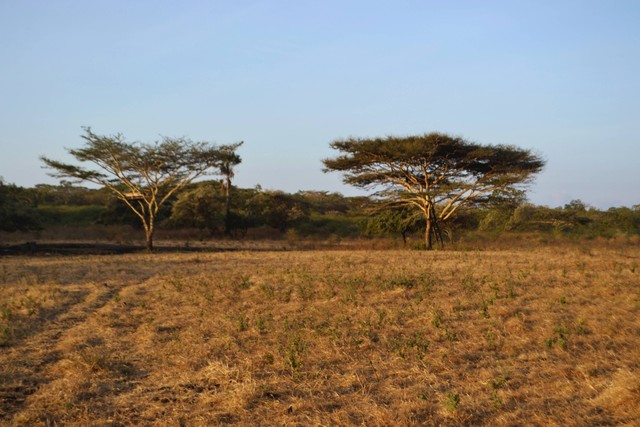 Savana Tianyar. Foto hanya ilustrasi, bukan tempat sebenarnya. Sumber: https://unsplash.com/