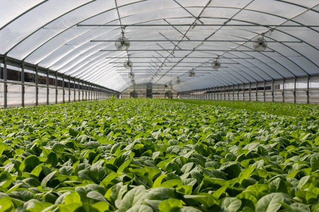 ilustrasi manfaat nitrogen untuk tanaman. Sumber foto: Pexels