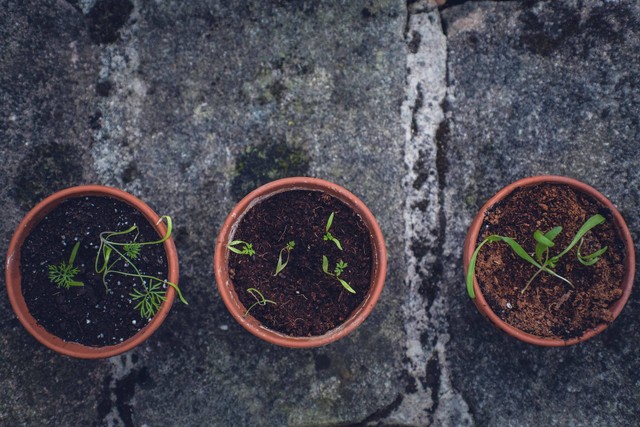 Ilustrasi media tanam adenium dalam pot. Sumber foto: Unsplash
