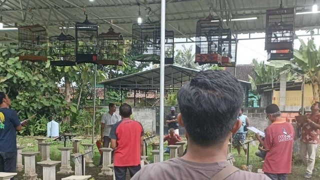 seseorang melakukan lomba kicau burung atau biasa disebut "gantangan". (dokumentasi Pribadi)