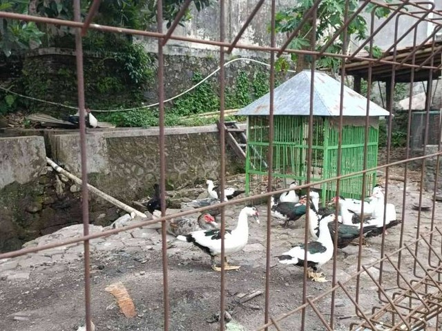 Unit Peternakan Lapas Magelang Berkembang dalam Sarana Asimilasi dan Edukasi