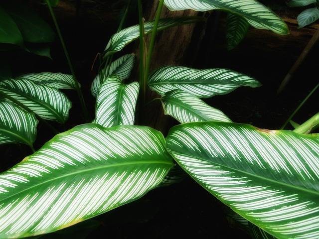 Ilustrasi jenis tanaman calathea. Sumber: pixabay