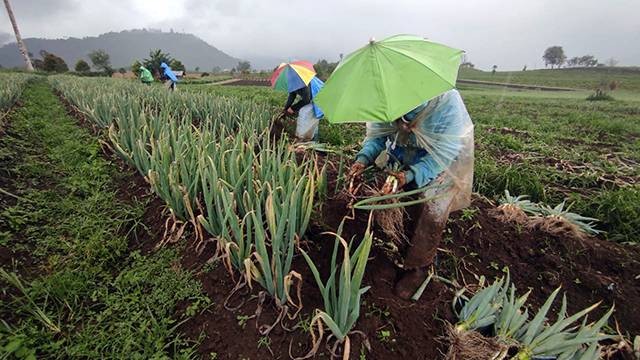 Petani hortikultura di daerah Kabupaten Minahasa Selatan, Sulawesi Utara.