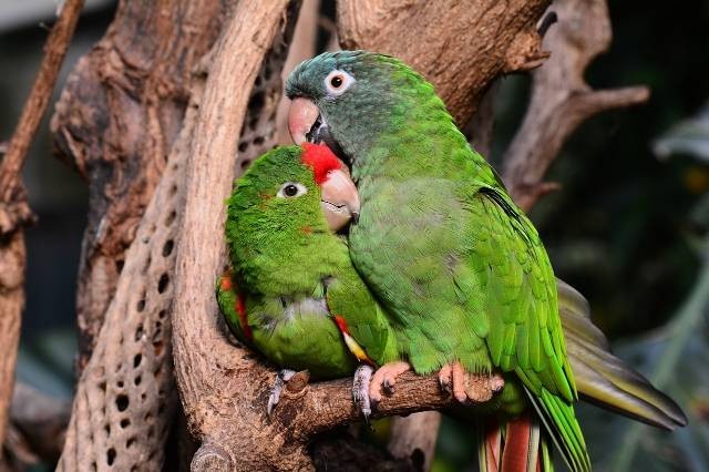 Ilustrasi nama burung lovebird yang bagus. Foto: Pixabay