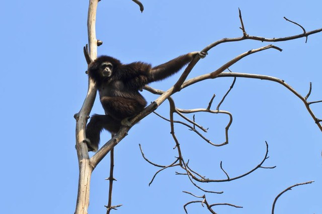 Owa cao-vit (Nomascus nasutus), primata kedua terlangka di dunia. Foto: rujithai/Shutterstock