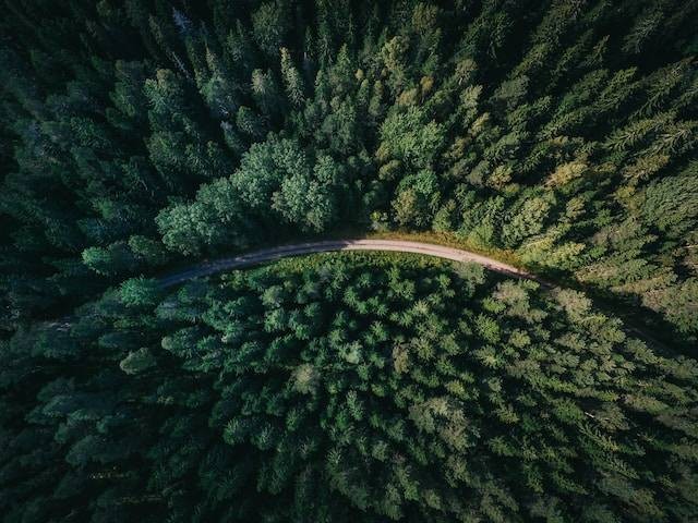 Manfaat Hutan Produksi. Foto hanya ilustrasi. Sumber foto: Unsplash/Geranimo