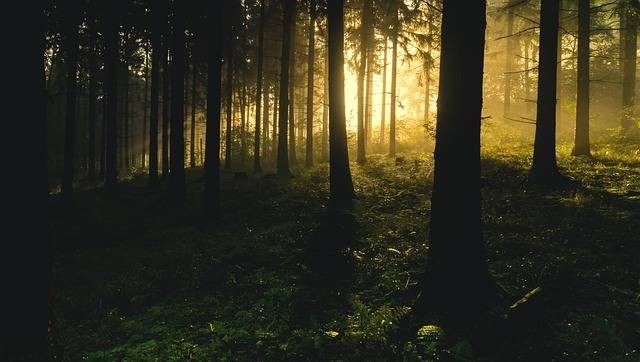 Ilustrasi contoh hutan produksi. Sumber foto: Pixabay.com