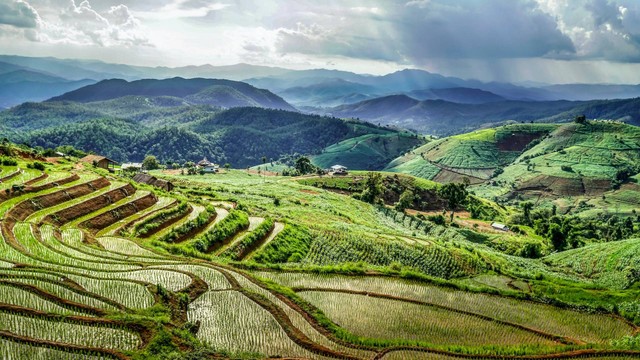 Tempat Makan dengan Pemandangan Sawah di Yogyakarta / Foto hanya ilustrasi bukan tempat sebenarnya. Sumber: https://unsplash.com