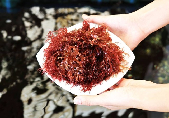 Ilustrasi alga merah yang baik untuk kesehatan tulang. Foto: Shutterstock