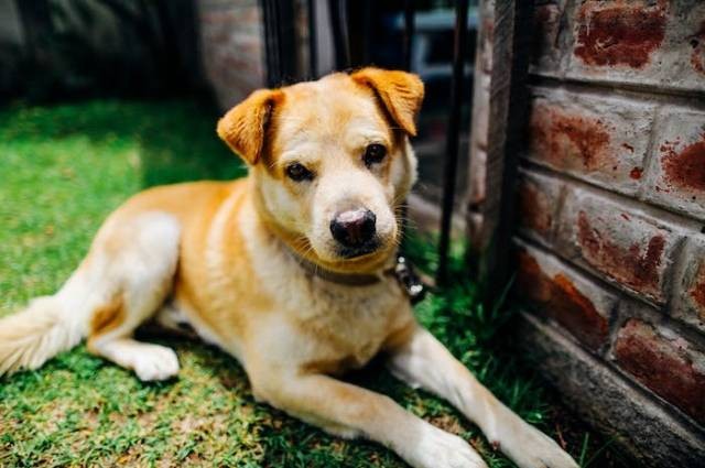 Ilustrasi nama anjing jantan coklat, sumber foto: Kelly by pexels.com