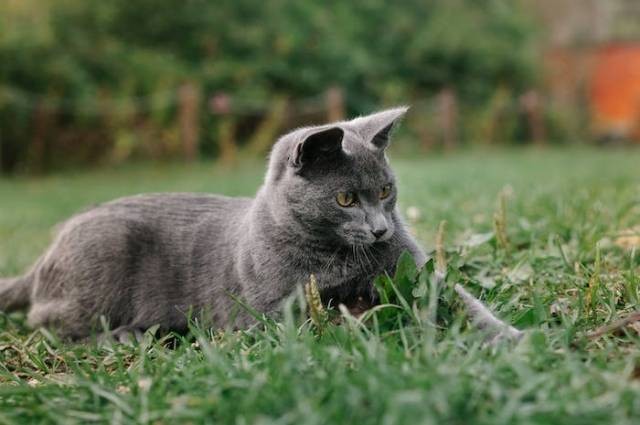 Ilustrasi kenapa kucing makan rumput, sumber foto: Mikhail Nilov by pexels.com