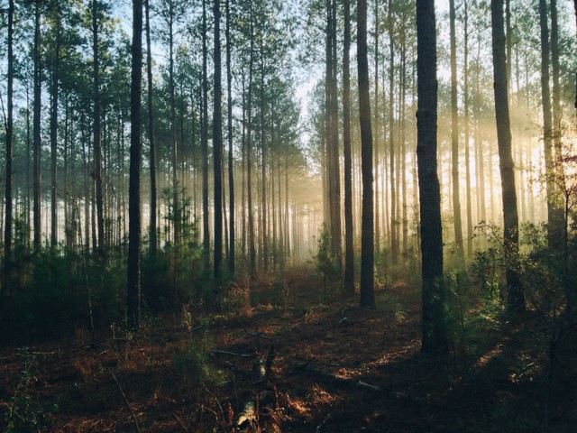 Ilustrasi Pinea Forest Mangli, Foto: Unsplash/Steven Kamenar