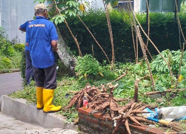 Rutan Temanggung Menuai Keberhasilan Melalui Panen Ketela di Lahan Kosong