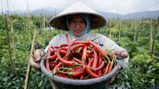 Seorang petani memperlihatkan cabai merah besar hasil panen di kebun miliknya di Lumajang, Jawa Timur, Sabtu (6/1/2024). Foto: ANTARA FOTO/Irfan Sumanjaya