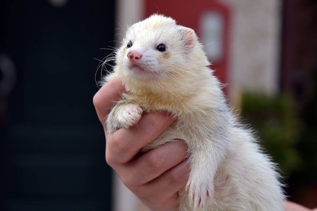 Ilustrasi cara mengobati musang gemetaran. Sumber foto: pexels/Serena Koi.